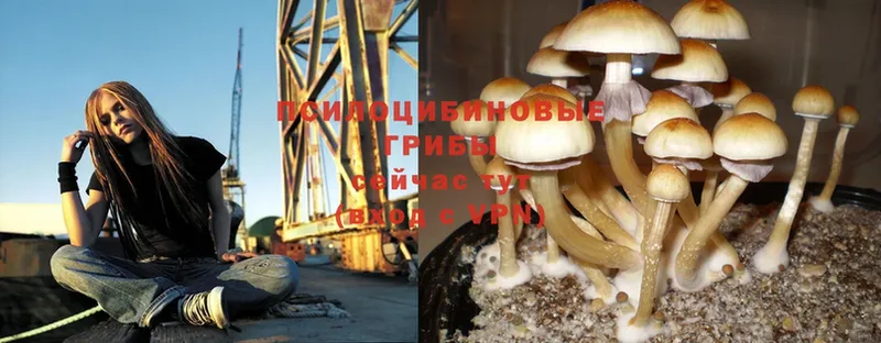 Псилоцибиновые грибы Magic Shrooms  mega как войти  Камызяк 